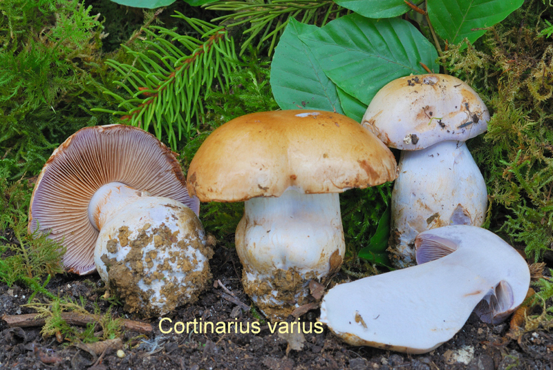 Cortinarius varius-amf704.jpg - Cortinarius varius ; Syn: Phlegmacium varium ; Nom français: Cortinaire variable